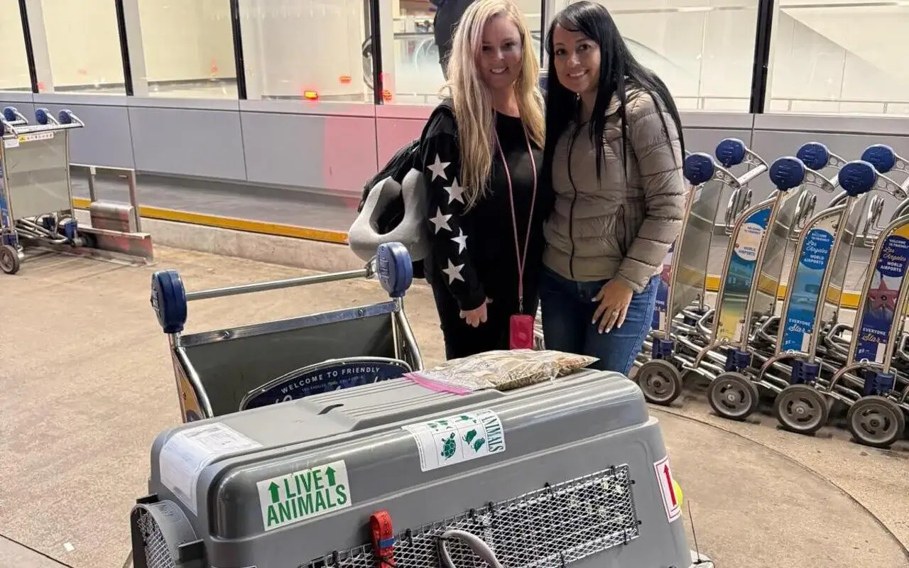 airline pet policies