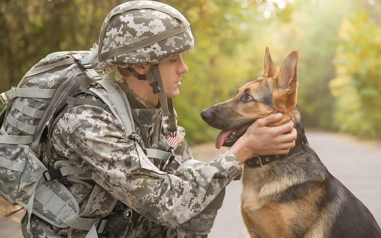military pet transportation