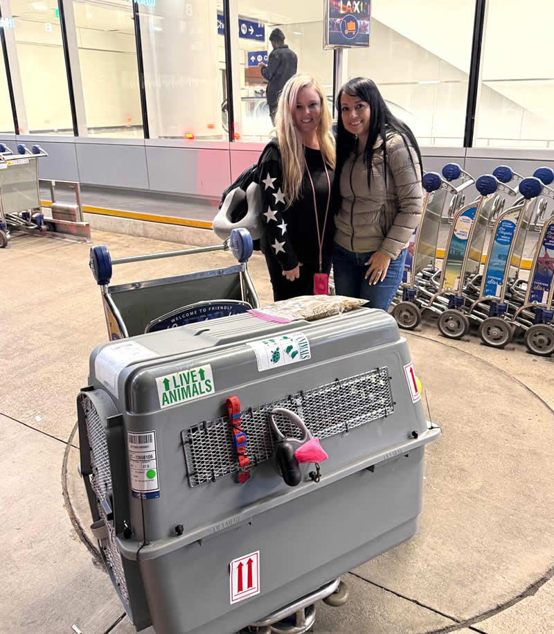 Pets traveling through LAX international airport