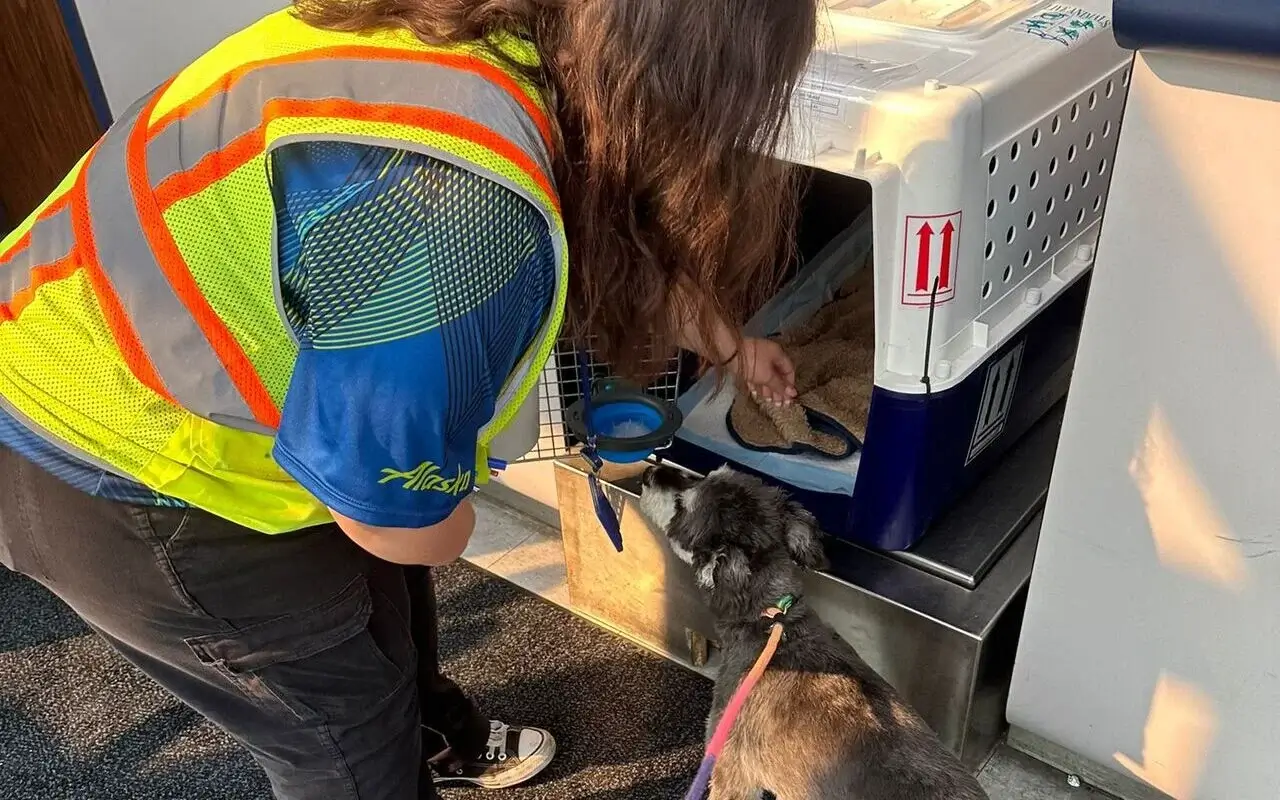 Stress-free pet travel
