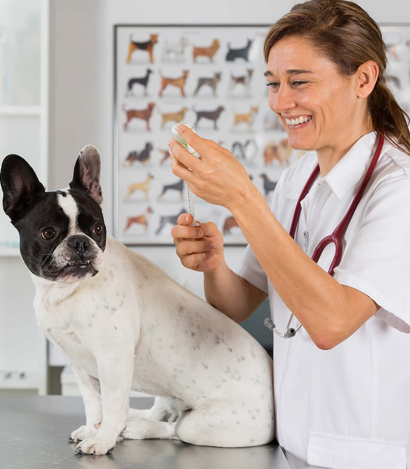Pet Vaccinations to Travel