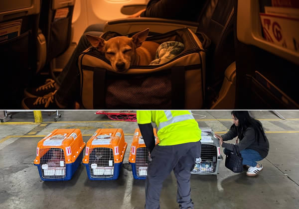 Travel with Pets in Cabin or Cargo