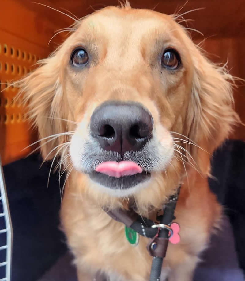 International Travel with Pets Safely