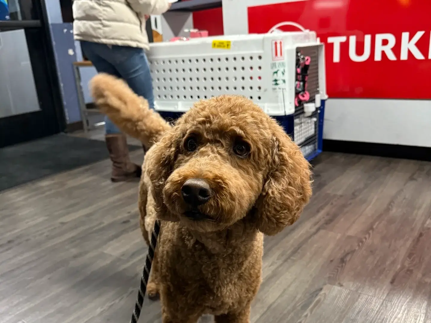 Pet owner getting expert advice during a stress-free pet travel consultation