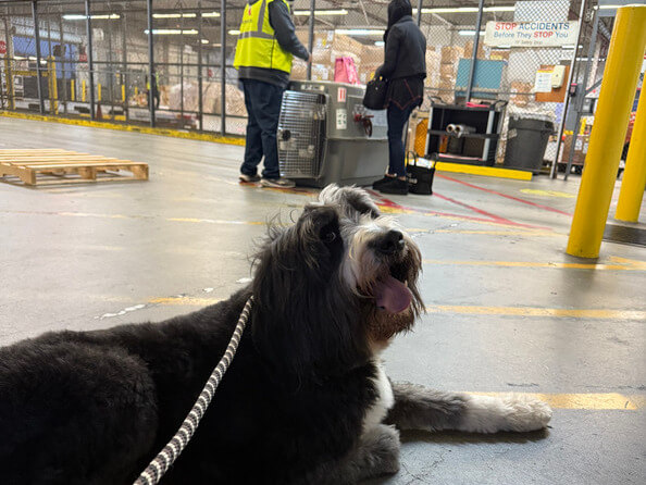 Why Choose Our Pet Travel Consultations?