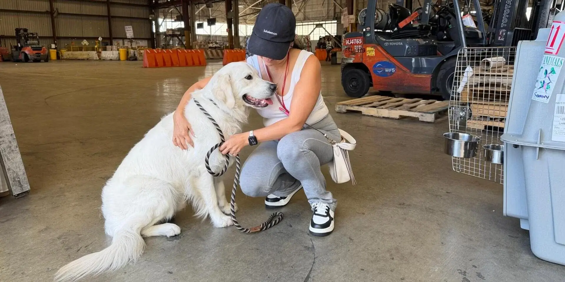 Pet travel relocation expert consultation